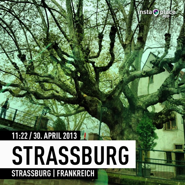 Old Tree in Straßburg