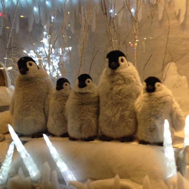 Pinguine in Genf - wir haben uns wohl verfahren