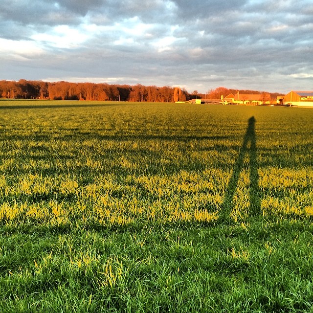 Long shadows in the evening light