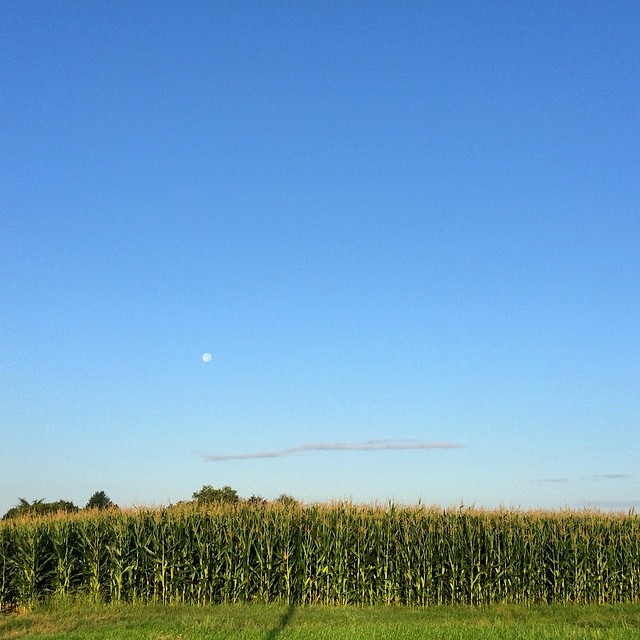 Blue sky, moon and corn