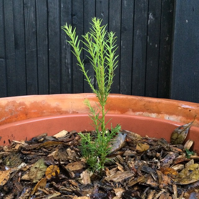 Our Redwood is planted