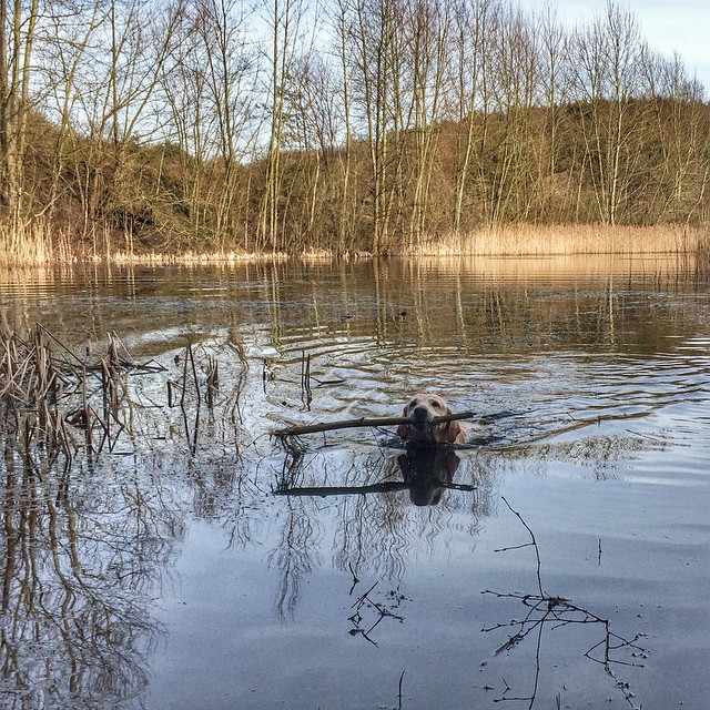 Swimming and retrieving - Schnitzel have fun