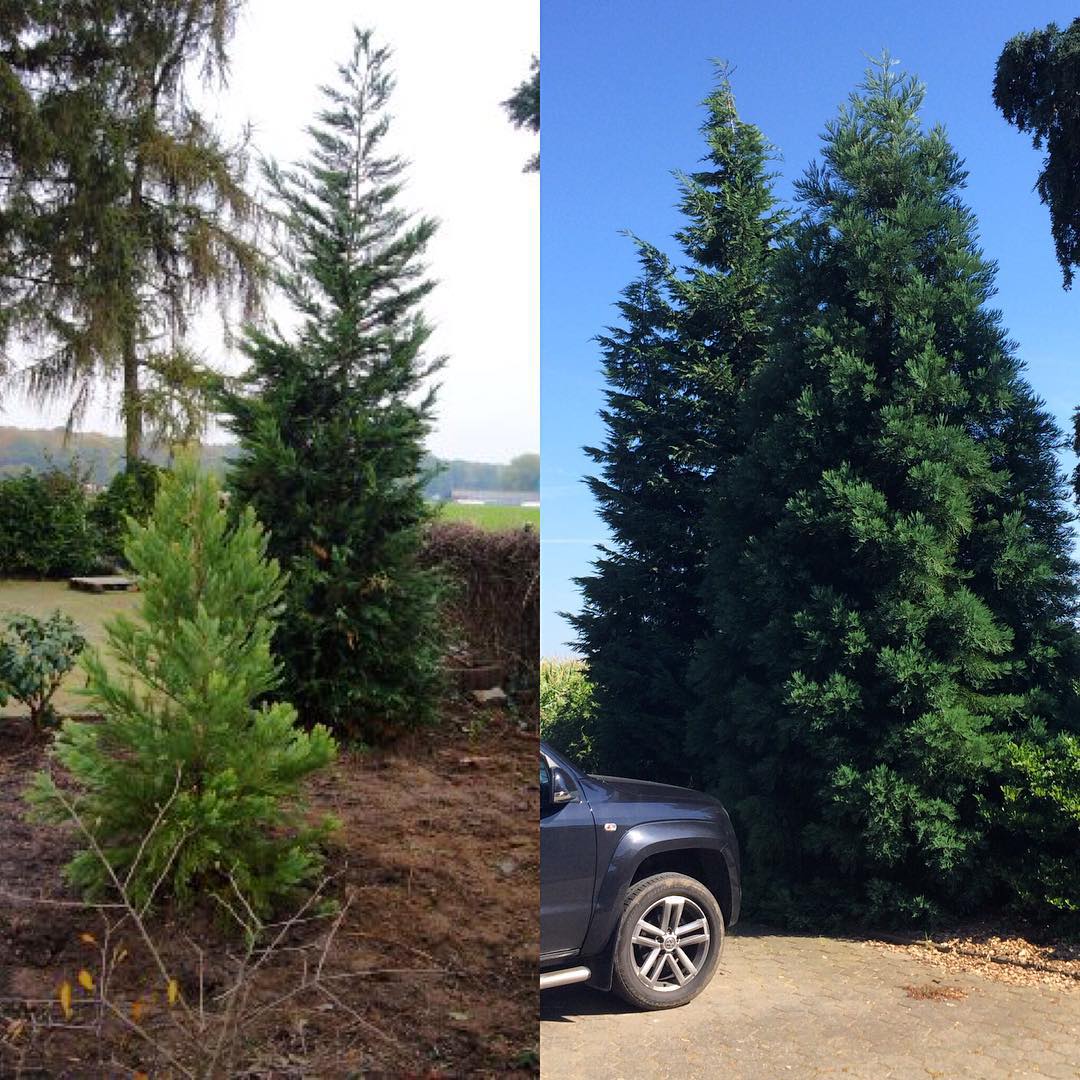 Our small trees (2008-2015)