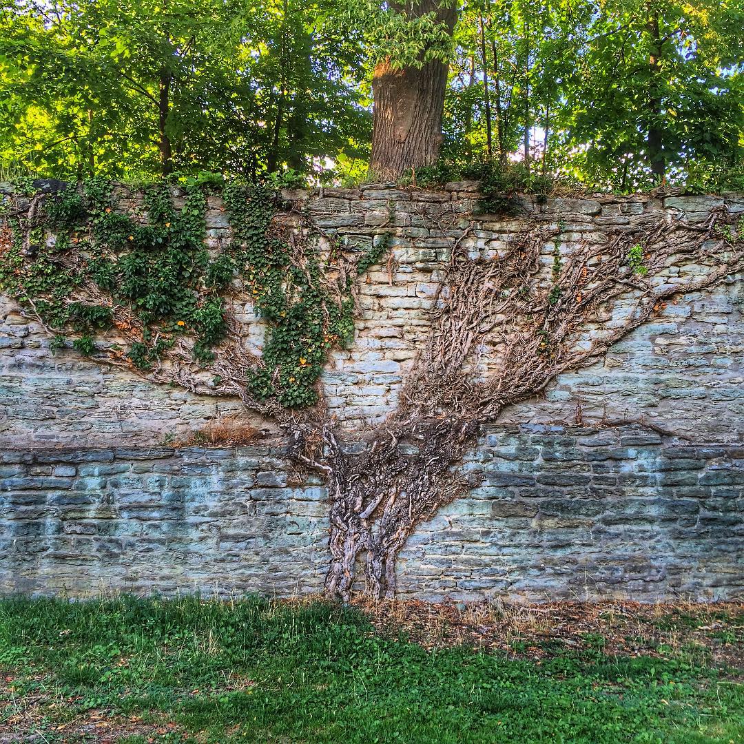 Tree in the wall
