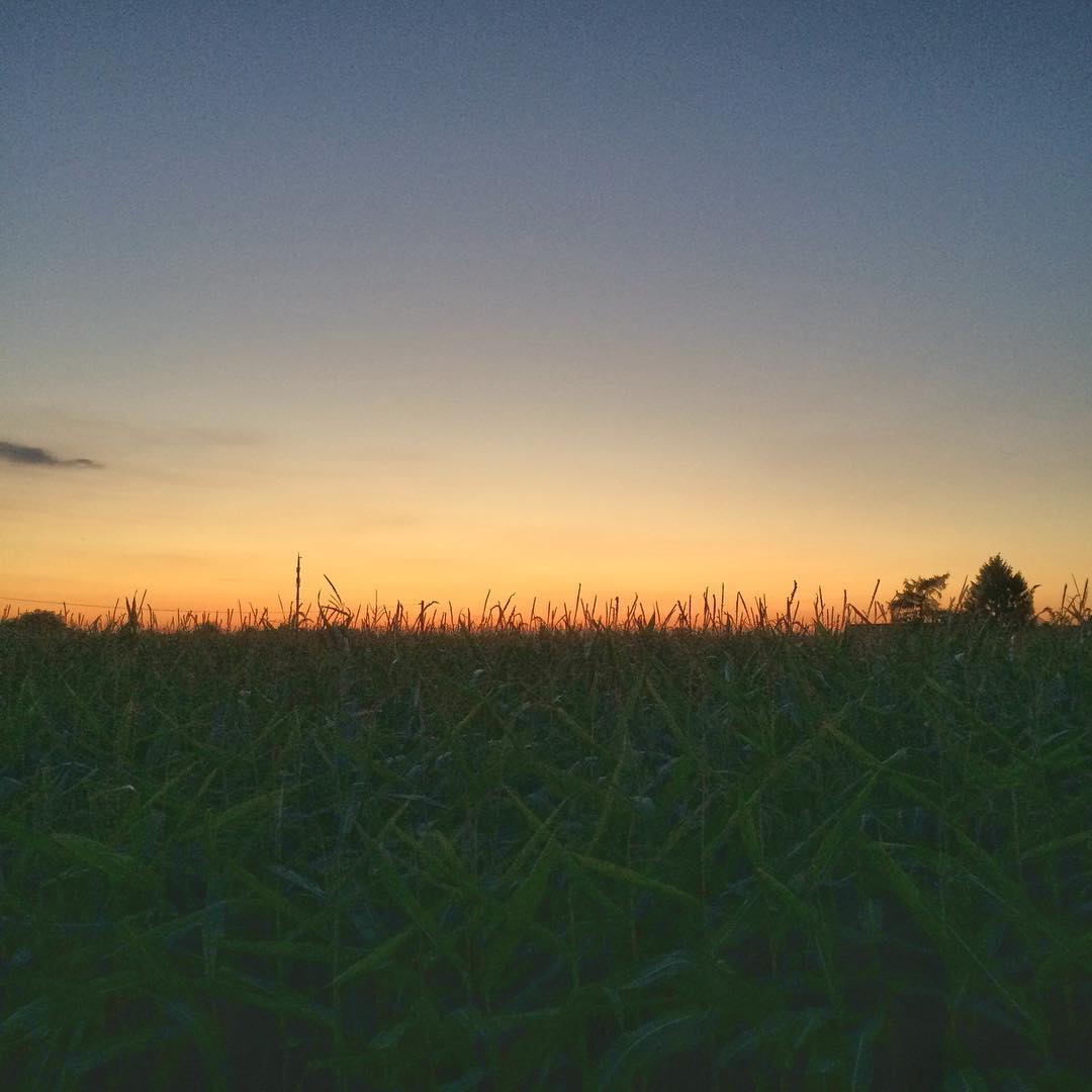 Sunset behind the cornfield