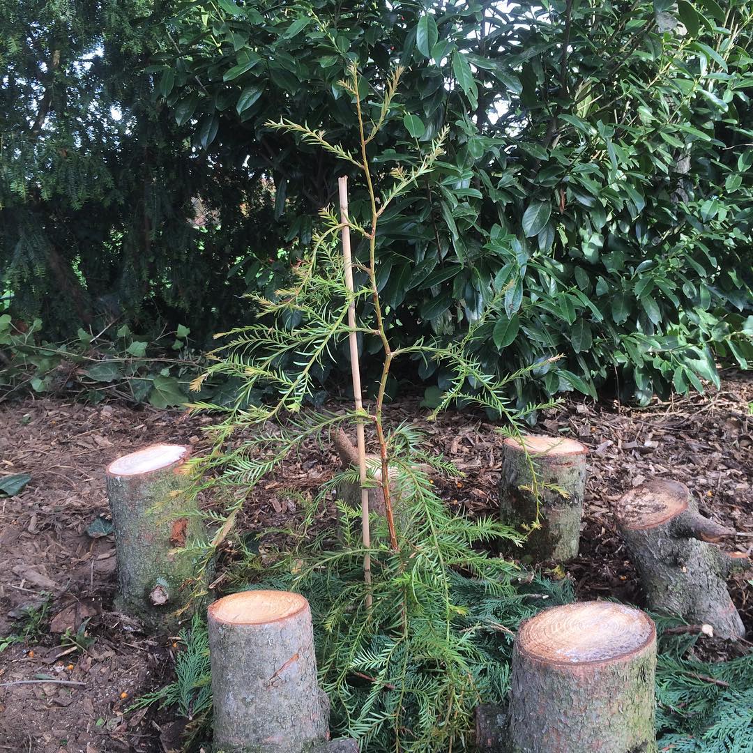 we plant a new tree