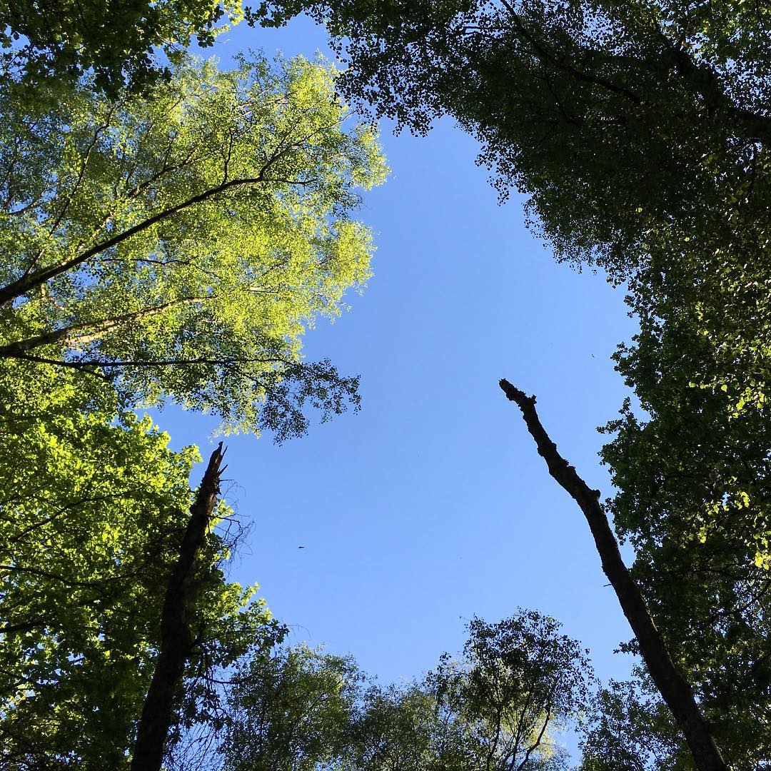 Blue sky, green trees- I Love it