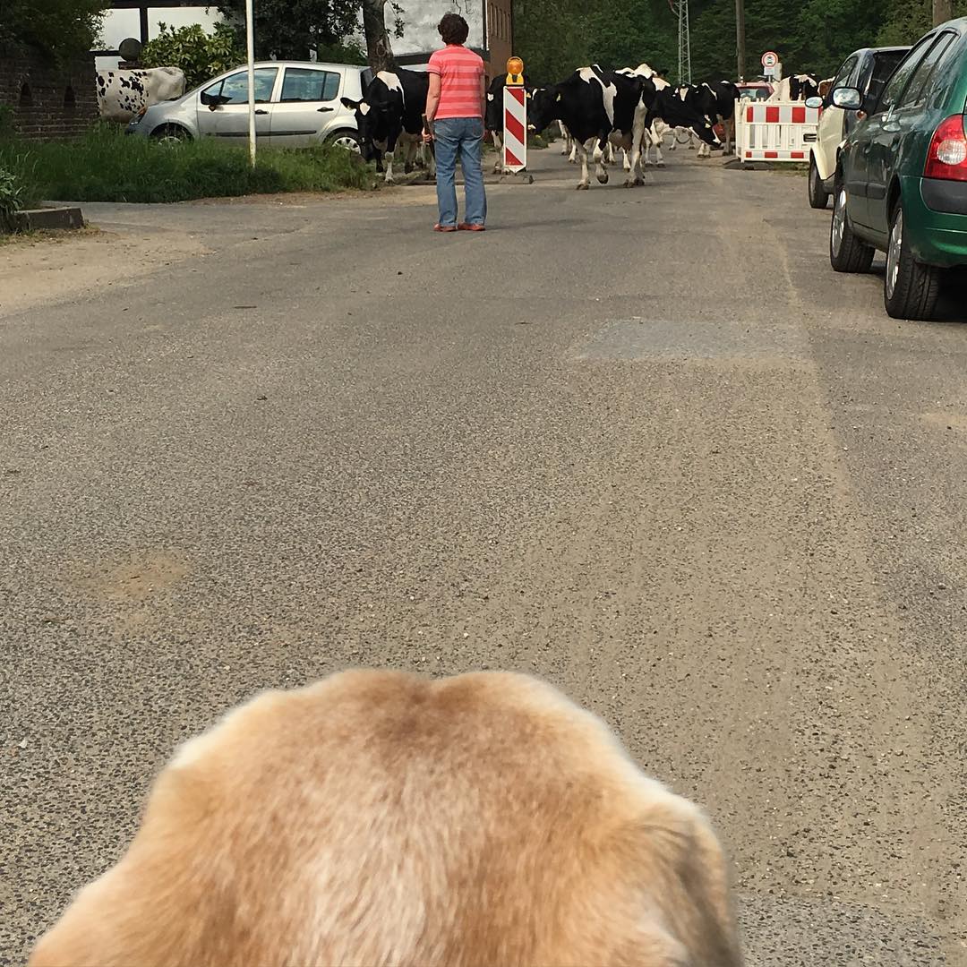 The cows go home - Schnitzel makes his evening round