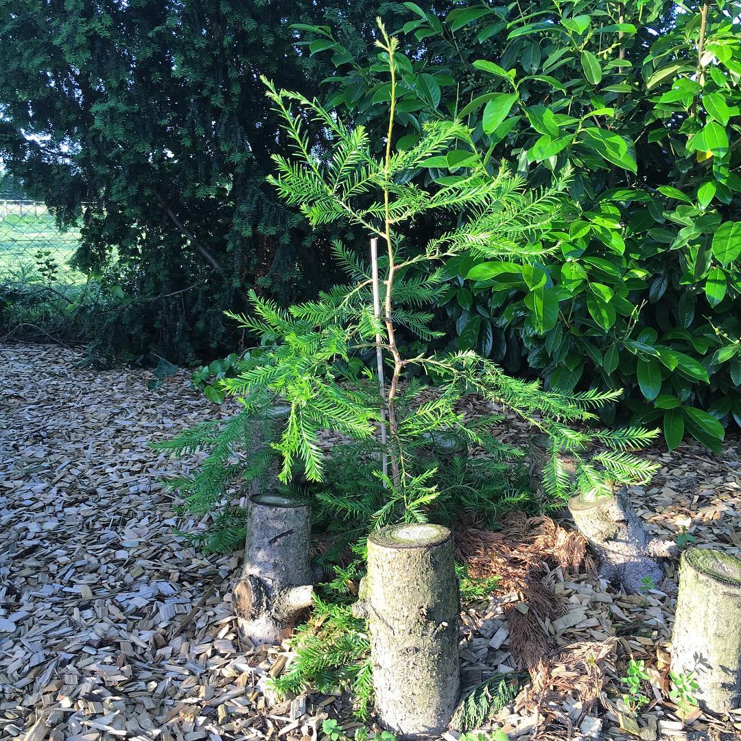 Our Redwood growing since 2014 continues!