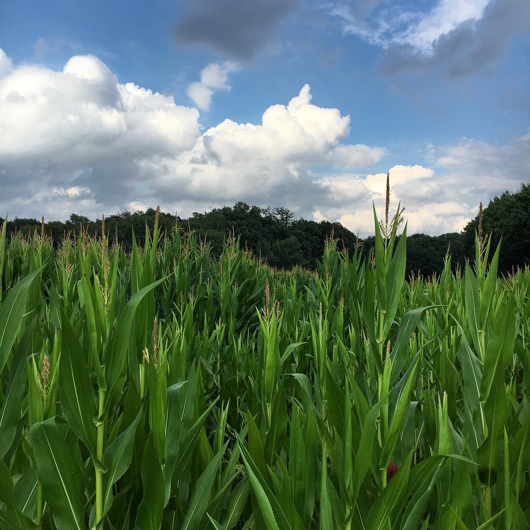 Corn, blue sky and clouds