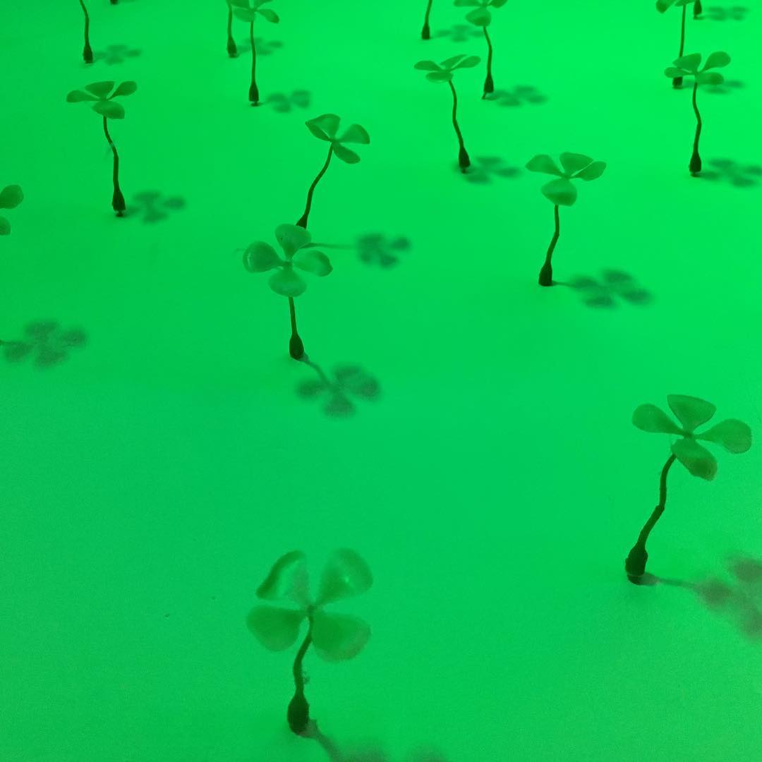 3-D Wall decoration with Shamrock