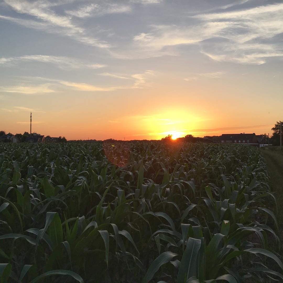 Sunset over the corn