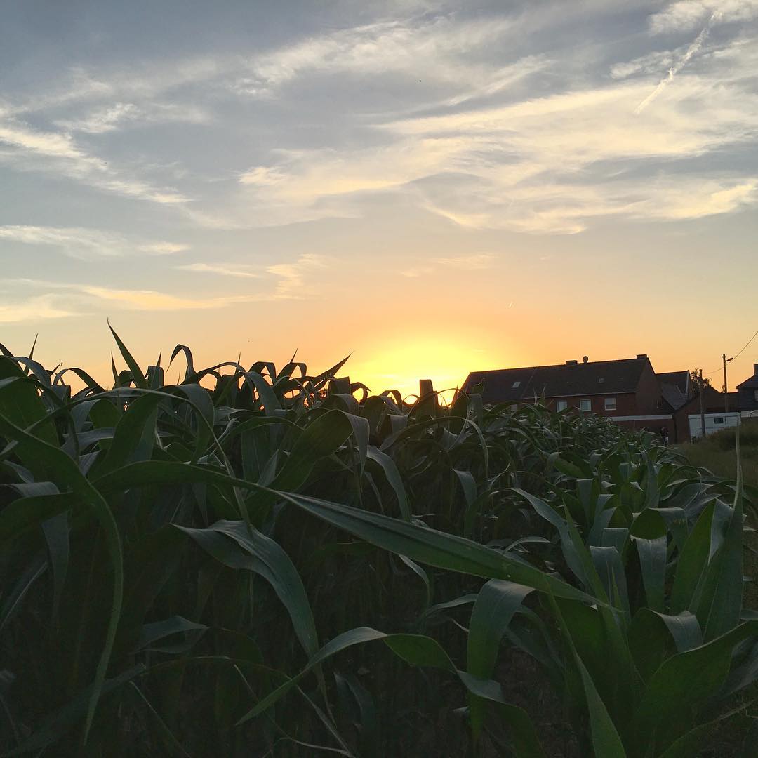 Sunset over the corn 2
