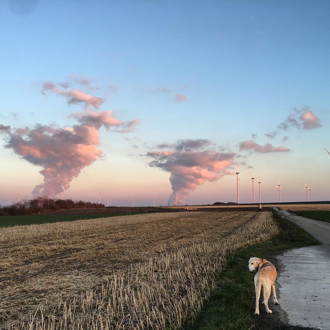 Cloud and wind machines with dog