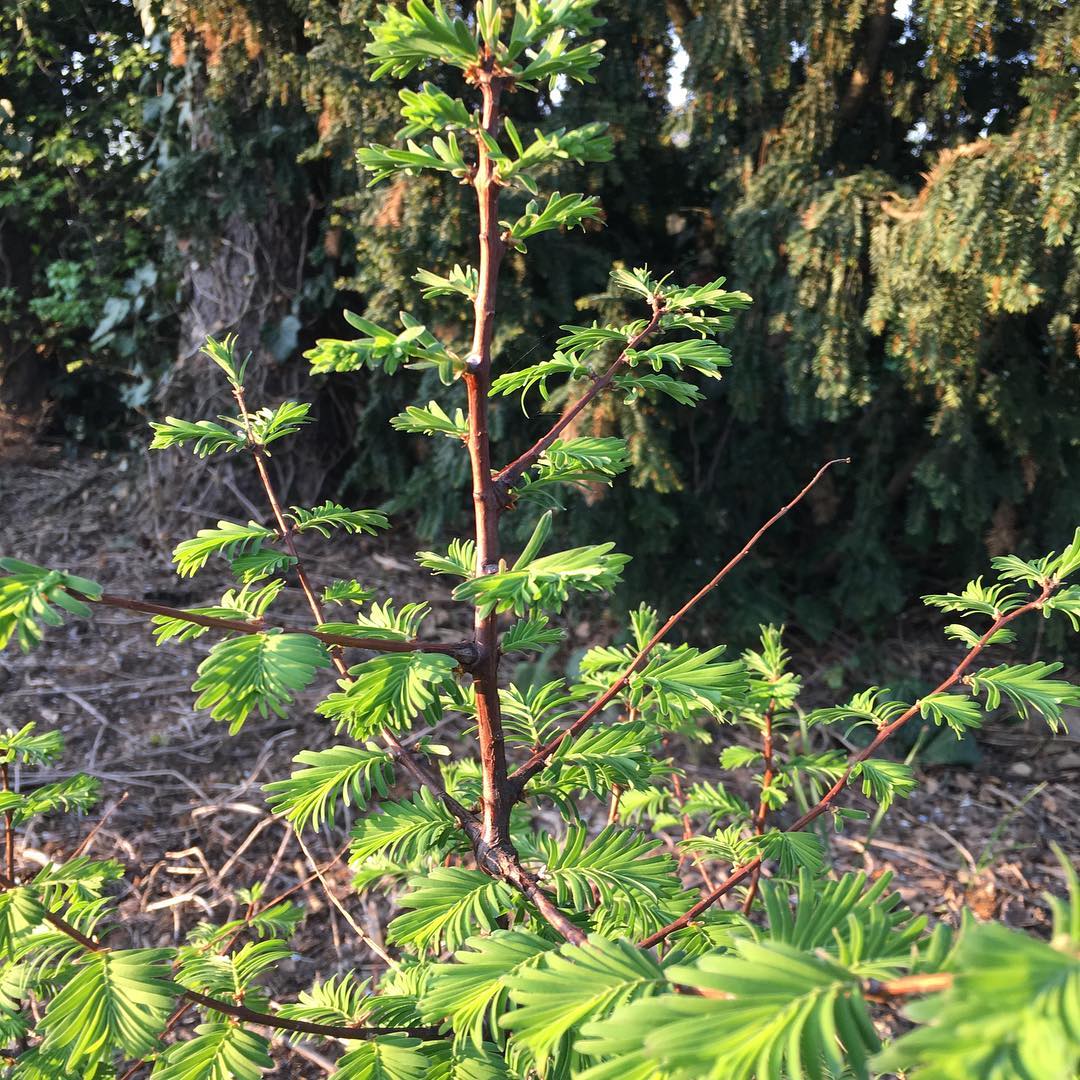 Our young dawn redwood Metasequoia glyptostroboides