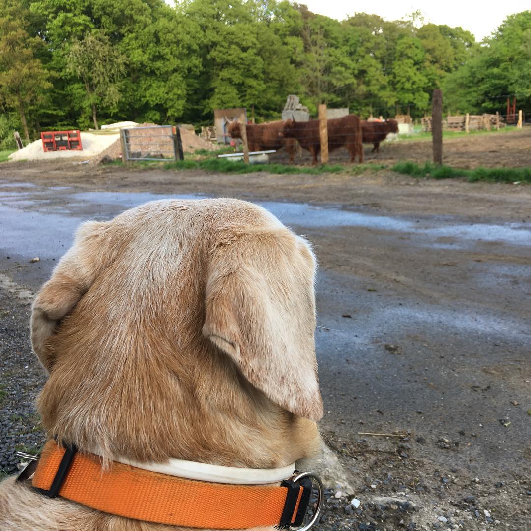 Evening round with cows