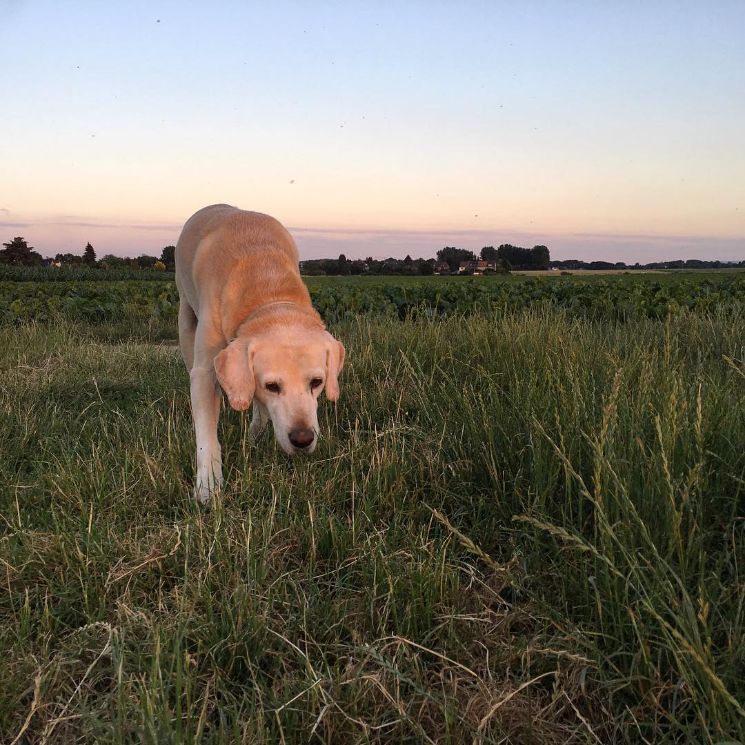 Evening round with Schnitzel