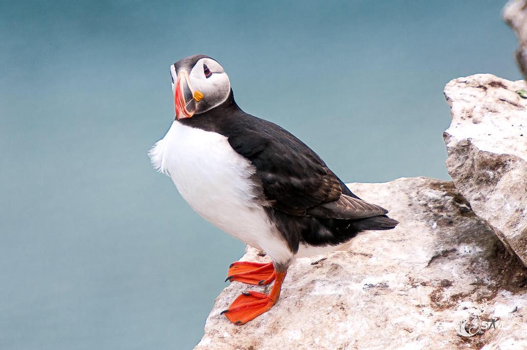 Puffin #iceland??