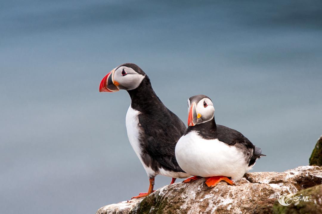 Two puffins #iceland??