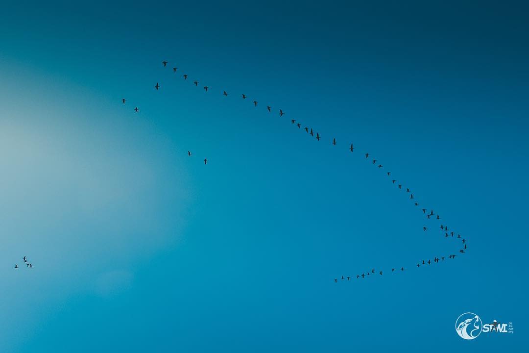 Birds flying high  #iceland?? #nikond750?