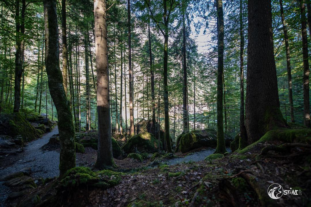 In the forest at Blue Sea 
#nikond750?