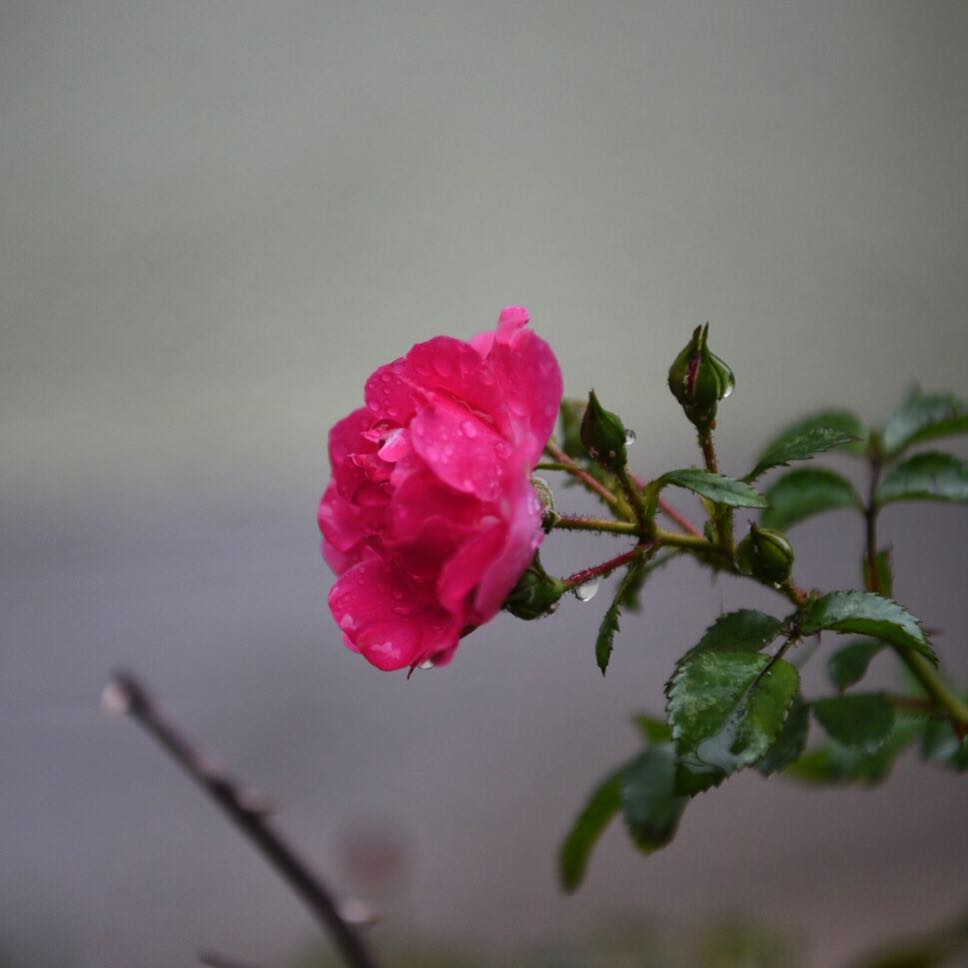 Little flower / Kleine Blume