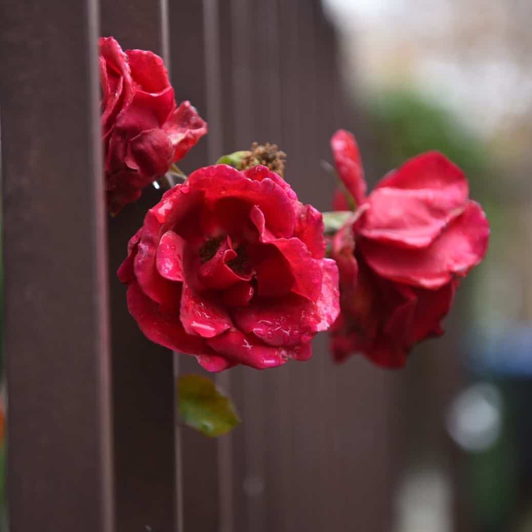 Red Rose / Rote Rosen